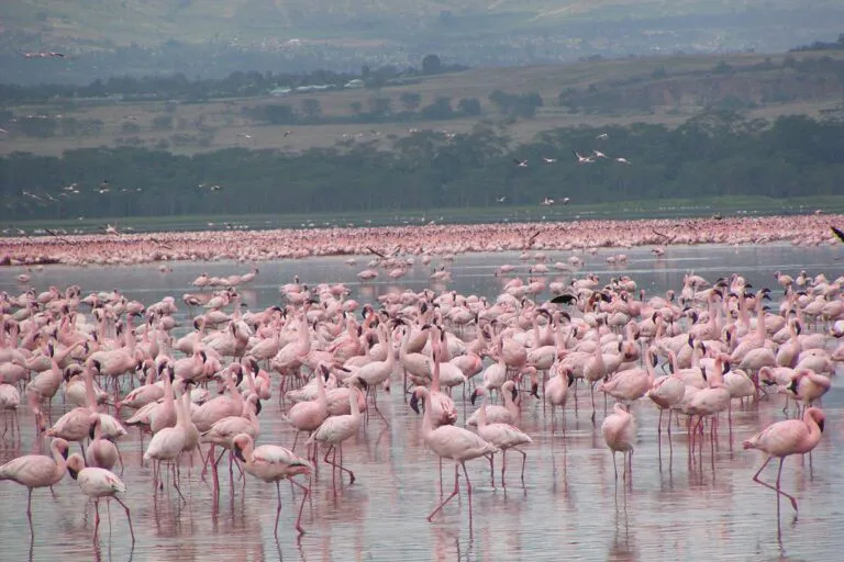 10 Günlük Kenya ve Tanzanya Safari Turu, THY ile – İstanbul 4