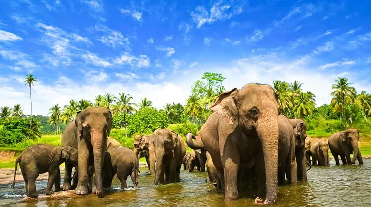 8 Gün Sri Lanka Turu – THY ile – İstanbul 1