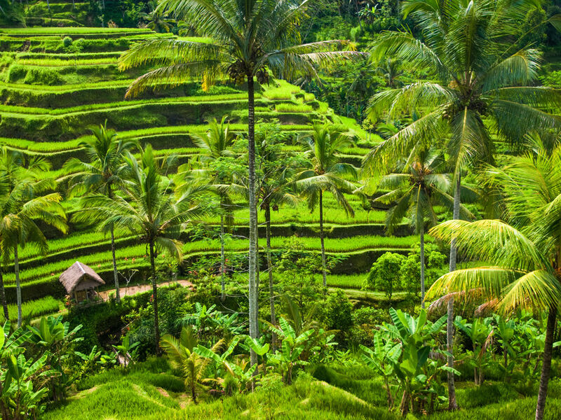 Bali & Ubud Serüveni Turu Emirates Hava Yolları ile 5 Gece (DPS-DXP-DPS) 4