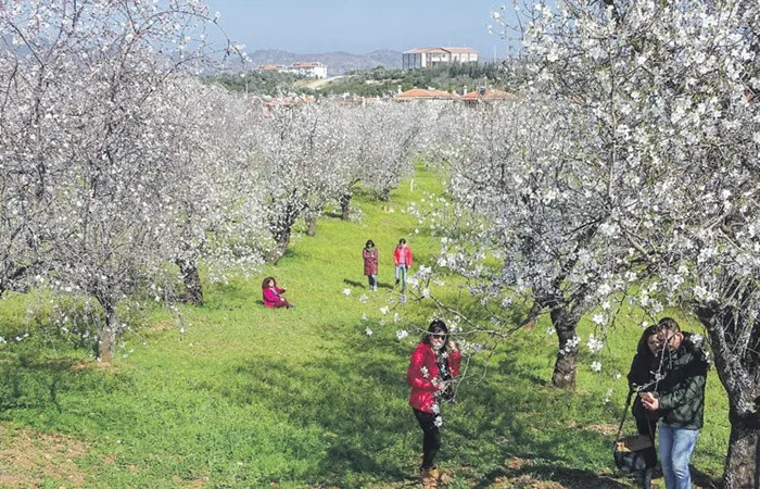 3 Günlük Datça Badem Çiçeği Festivali Turu – İstanbul 3