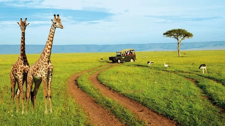 10 Günlük Kenya ve Tanzanya Safari Turu, THY ile – İstanbul 6