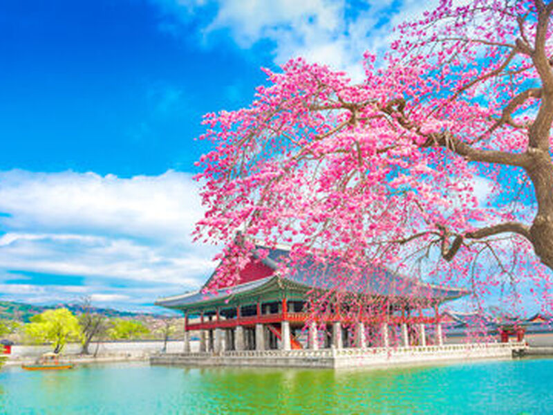 Comfort Japonya & Kore Turu Emirates Hava Yolları ile 9 gece Ekstra Turlar ve Çay Seremonisi Dahil HND-ICN 2026 Dönemi 6