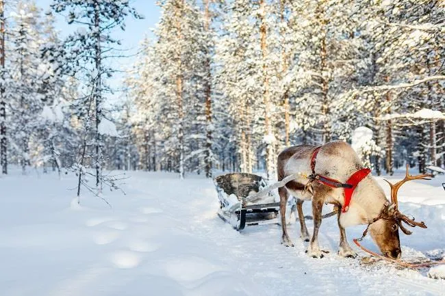 4 Günlük Lapland Turu, THY ile – İstanbul 1