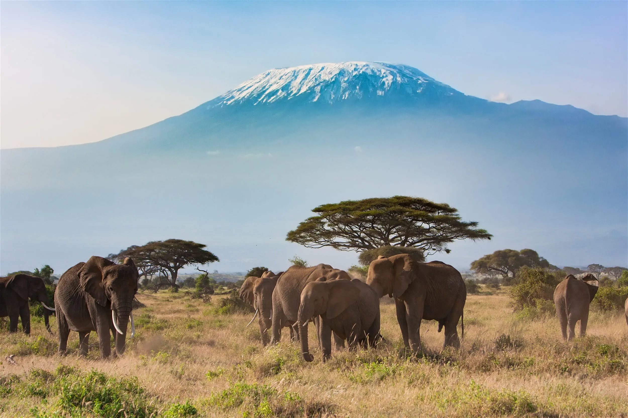 7 Günlük Kenya Büyük Göç Safari Turu, THY ile – İstanbul 5