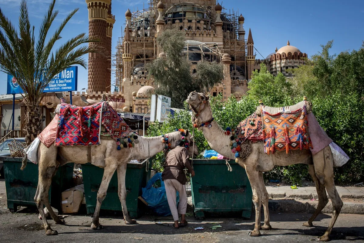 Sharm El Sheikh Turu, 6 Gün, Pegasus ile Vizesiz – Ankara 3