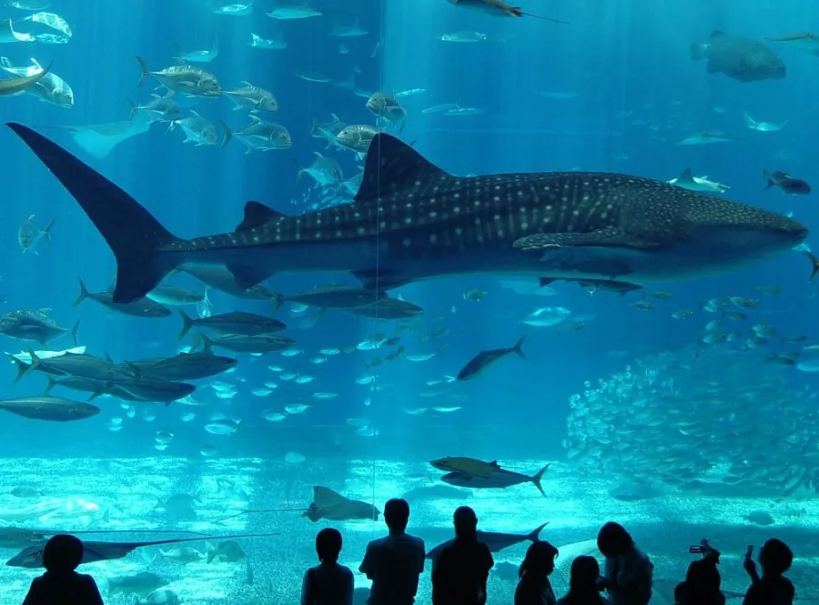 Istanbul Aquarium Ticket & Shuttle 4