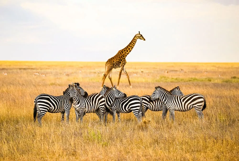 10 Günlük Kenya ve Tanzanya Safari Turu, THY ile – İstanbul 1