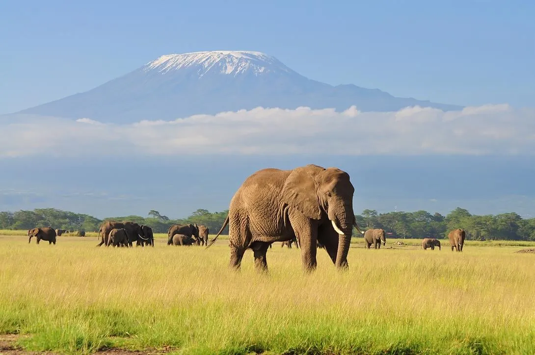 7 Günlük Kenya Büyük Göç Safari Turu, THY ile – İstanbul 3