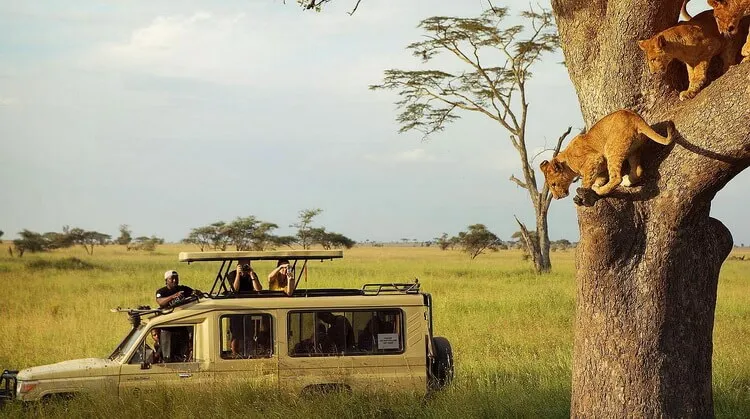 10 Günlük Kenya ve Tanzanya Safari Turu, THY ile – İstanbul 3