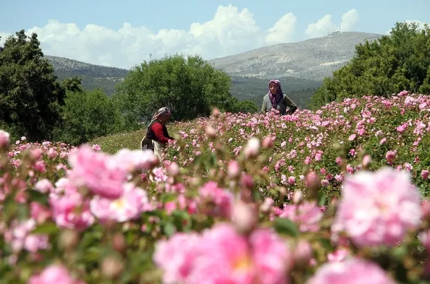 Isparta Gül Hasadı, Salda Gölü ve Pamukkale Turu – İstanbul 6