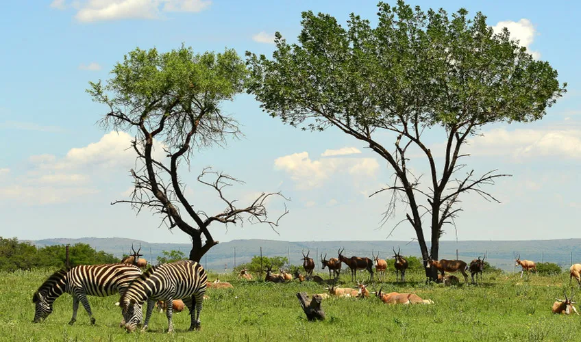 Elegant Güney Afrika Turu - 10 Gün 1